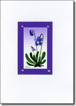 violetsinvioletcard.jpg