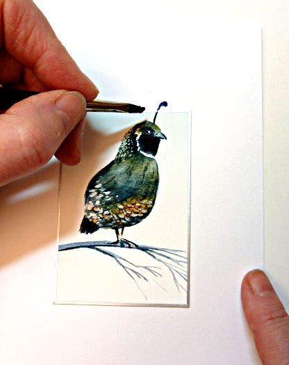 california quail image