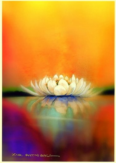 water lily image