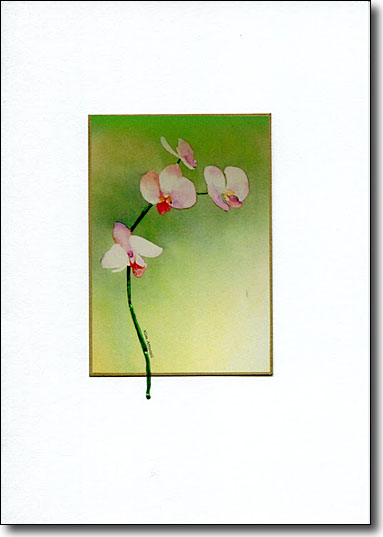 Orchid Blooms image