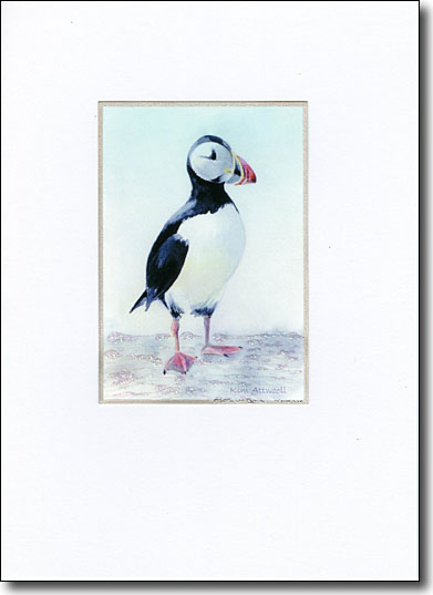 Puffin image