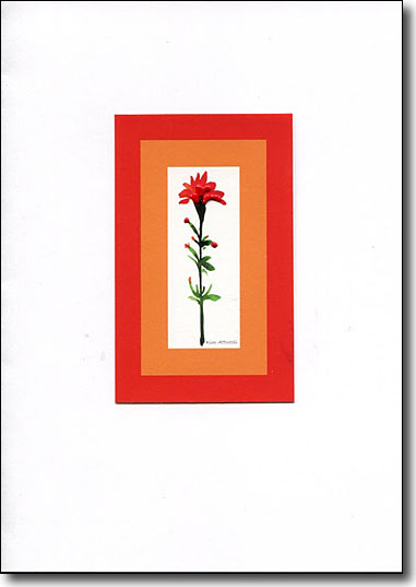 Wildflower Indian Paintbrush image
