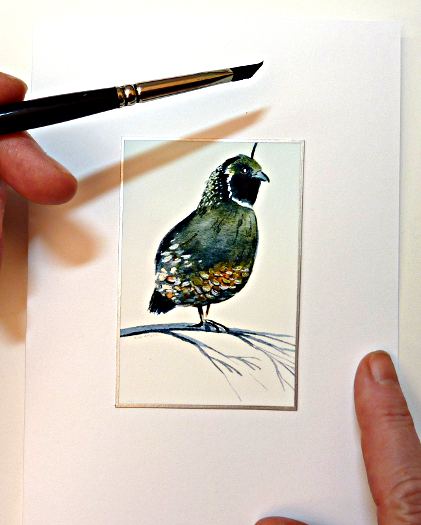 california quail image