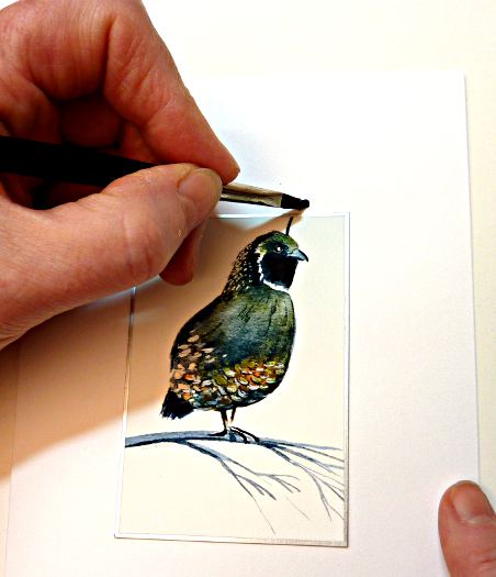 california quail image
