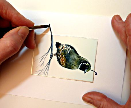 california quail image