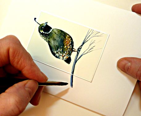 california quail image