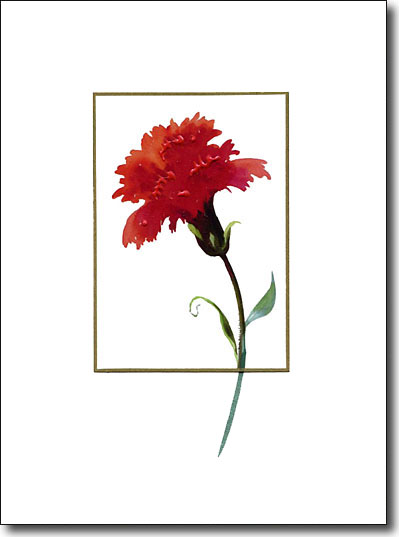 Carnation image