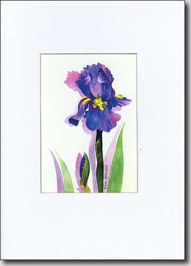 Friendship Iris image