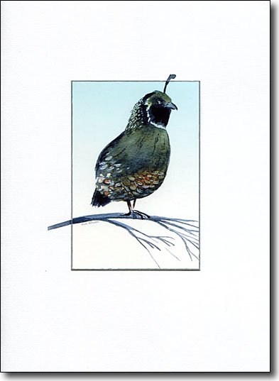 California Quail image