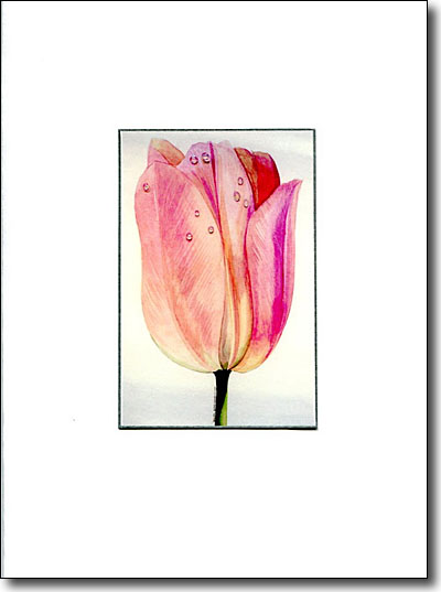 Tulip image