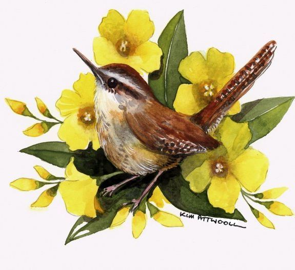 wren image